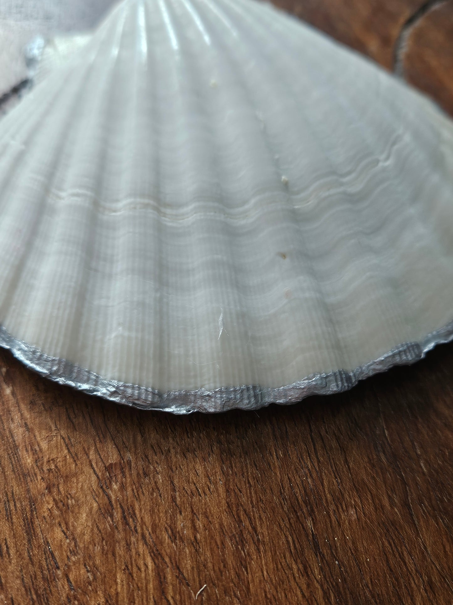 Large Scallop Shells with Decoupage Design - Rabbit or Floral Butterfly