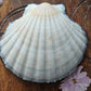 Large Scallop Shells with Decoupage Design - Rabbit or Floral Butterfly